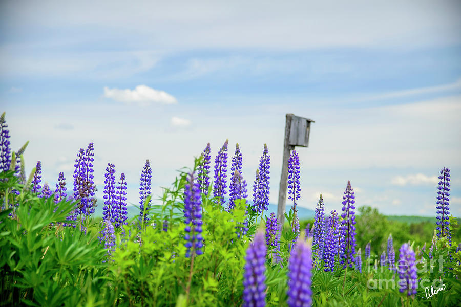 Lupines And Bird House Photograph