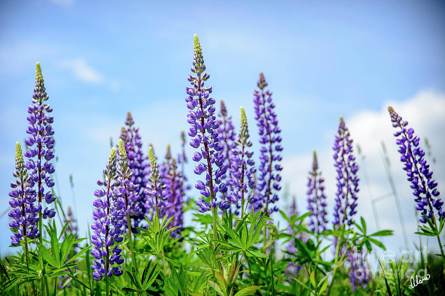 Lupines and Blue Sky Photograph by Alana Ranney