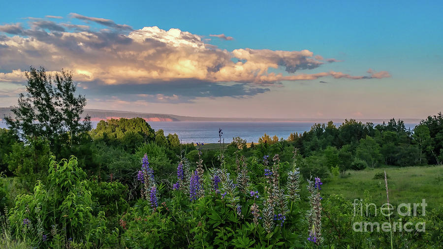 Lupines and clouds Photograph by Claudia M Photography