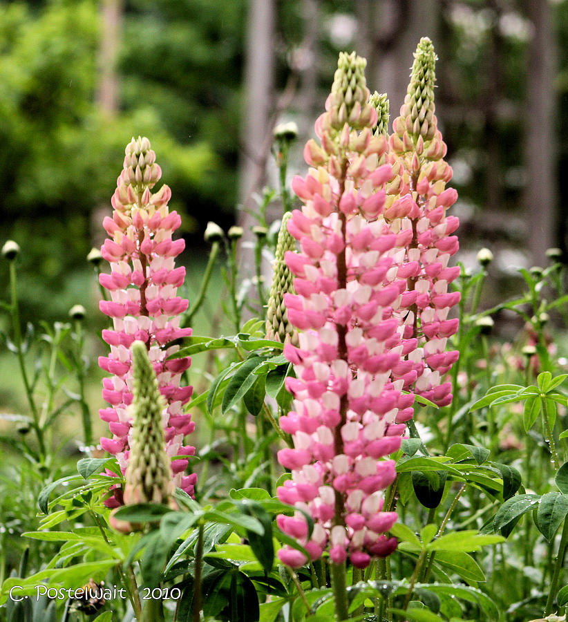 Lupines and Daisies Photograph by Carolyn Postelwait