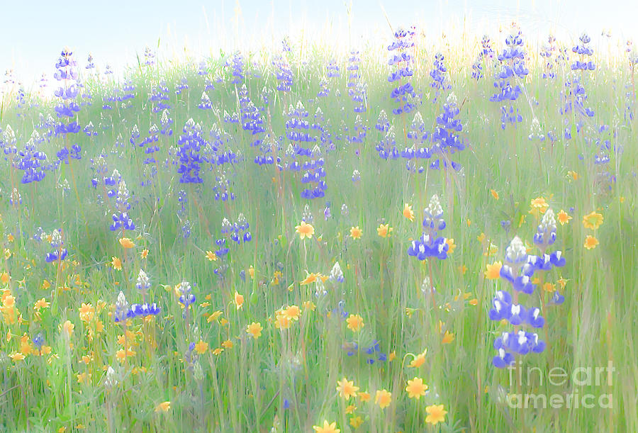 Lupines and Daisies Photograph by Leslie Wells