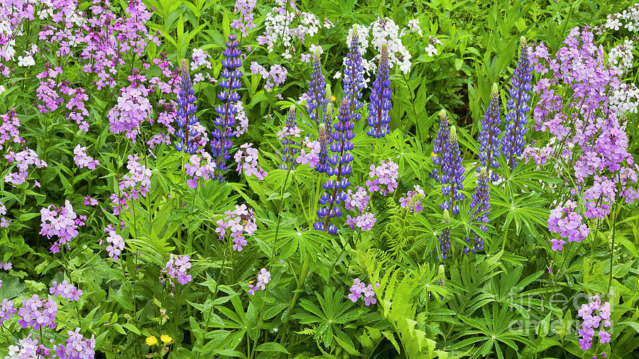 Lupines And Dames Rocket Photograph by Alan L Graham