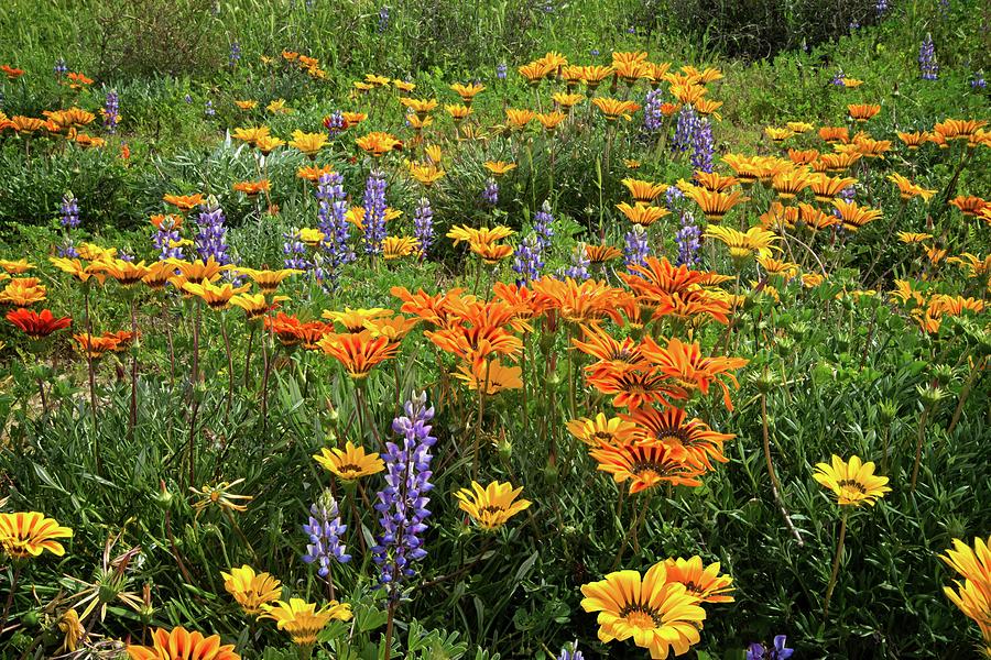 Lupines and Gazanias in Porter Ranch Photograph by Lynn Bauer