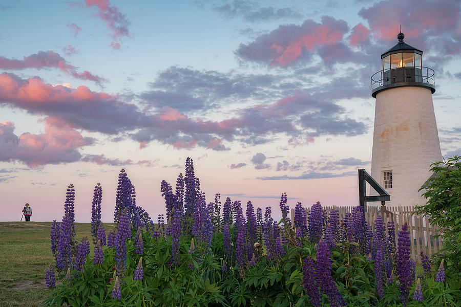 Lupines and Lighthouse Photograph by Darylann Leonard Photography