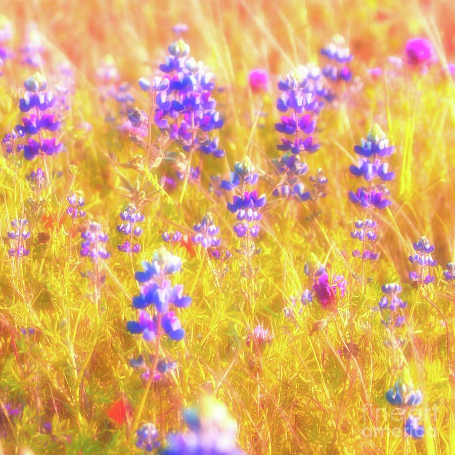 Flower Photograph - Lupines and Mixed Wildflowers by Gus McCrea