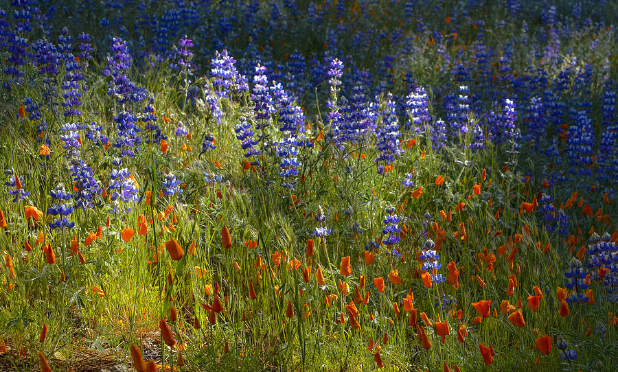 Lupines and Poppies on Figueroa Mountain Photograph by Joe Doherty