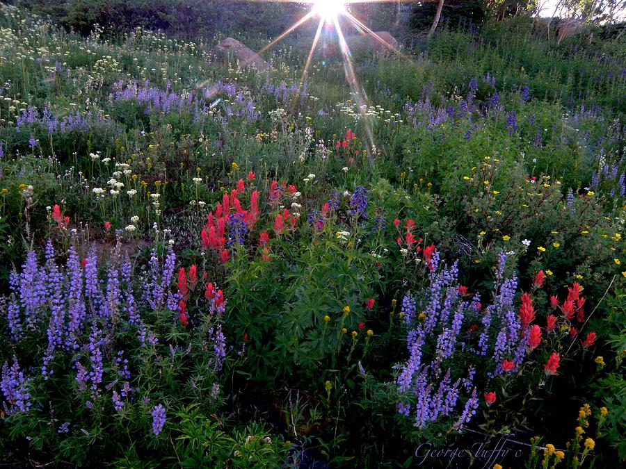 Lupines and sun Photograph by George Tuffy