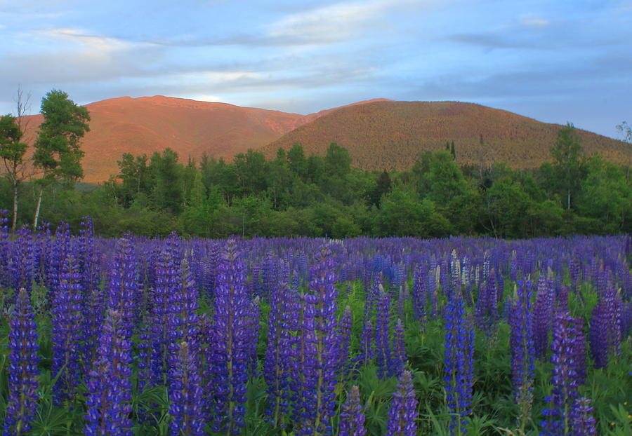 Lupines and the Northern Presidential Range Photograph by John Burk