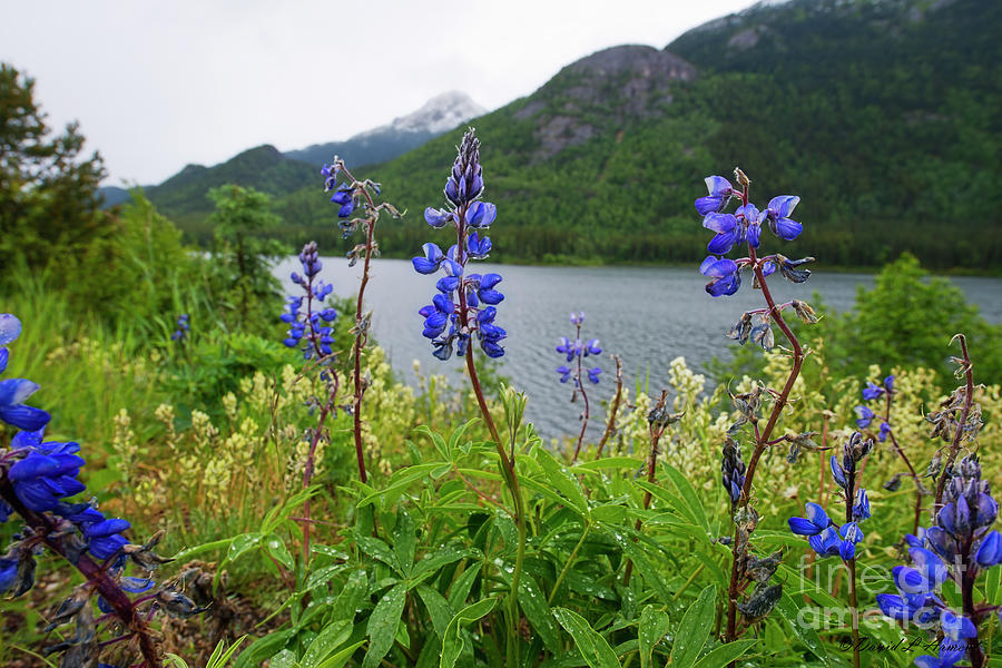 Lupines and Water Photograph by David Arment