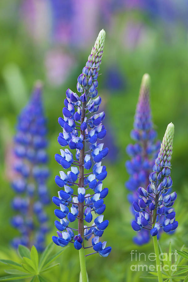 Lupines Photograph by Arterra Picture Library