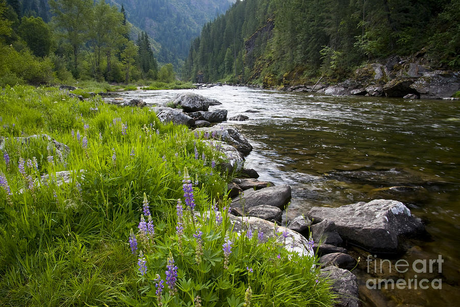 Summer Photograph - Lupines at dawn by Idaho Scenic Images Linda Lantzy