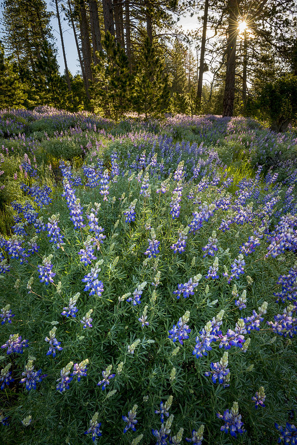 Lupines at Sunrise Photograph by Joe Doherty