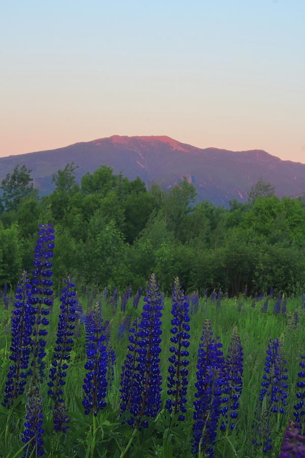 Lupines at Sunset in the White Mountains Photograph by John Burk