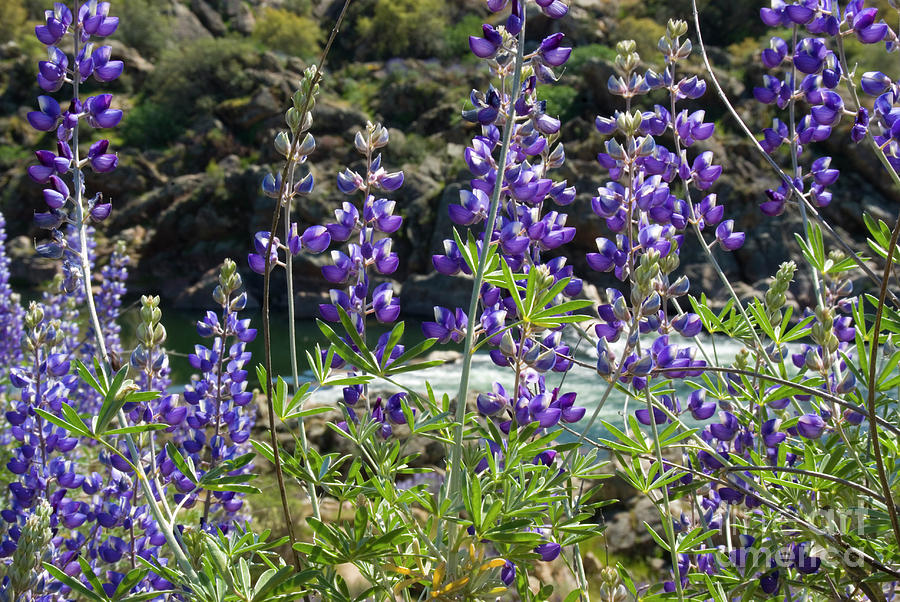 Lupines at the River Photograph by Jim And Emily Bush