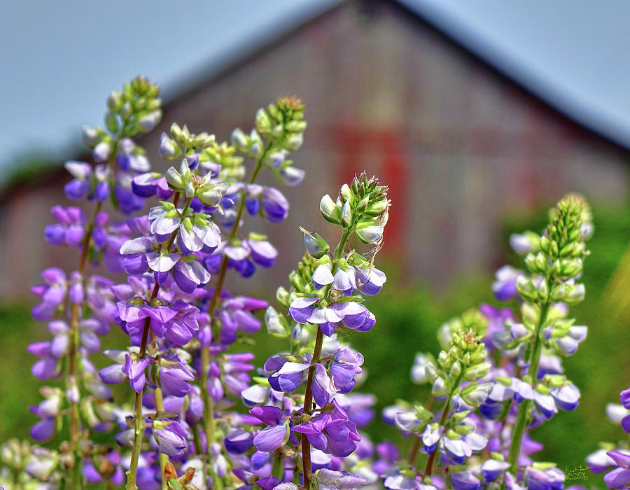 Nature Photograph - Lupines Before the Barn by Rick Lawler
