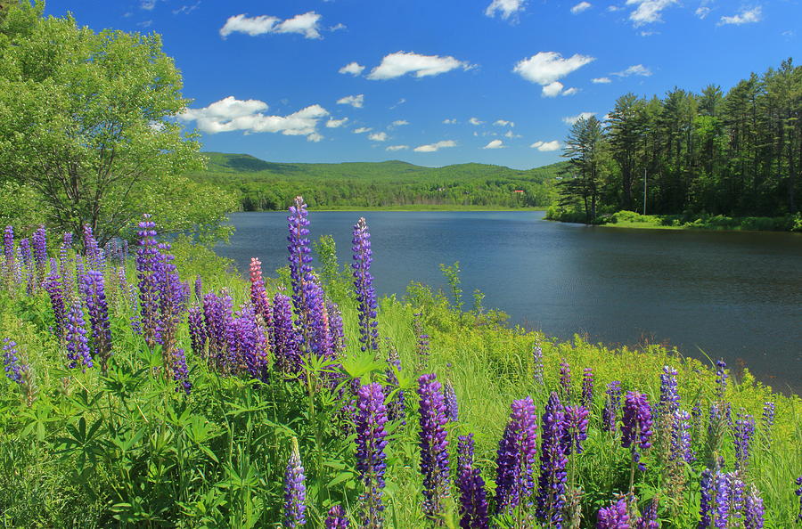 Lupines By Pearl Lake Photograph
