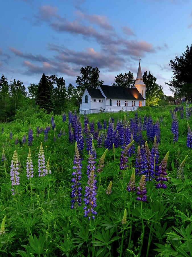 Lupines by the Church Photograph by Rob Davies