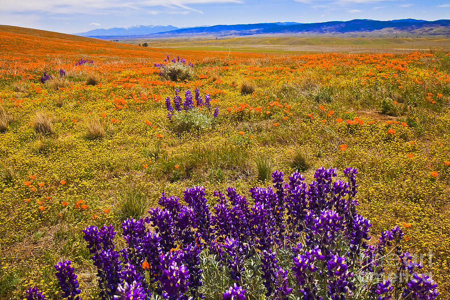 Flower Photograph - Lupines Goldfiels Poppies by Greg Clure