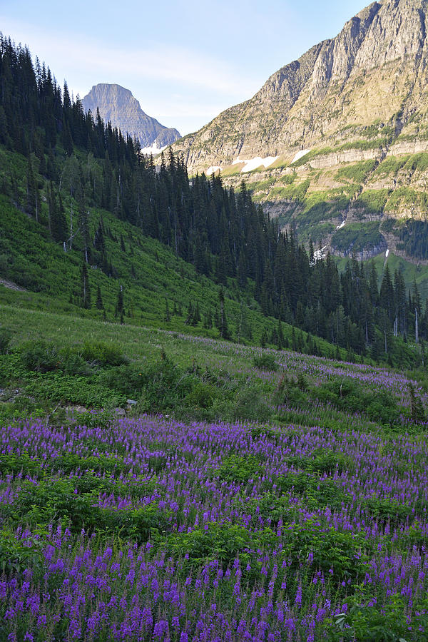 Lupines in Glacier National Park Photograph by Bruce Gourley