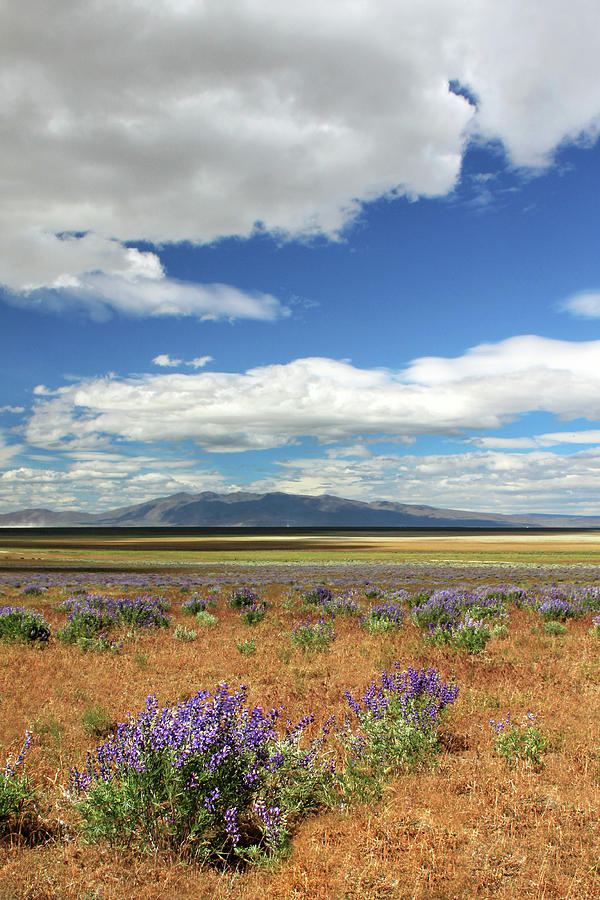 Lupines In Honey Lake Valley Photograph by James Eddy