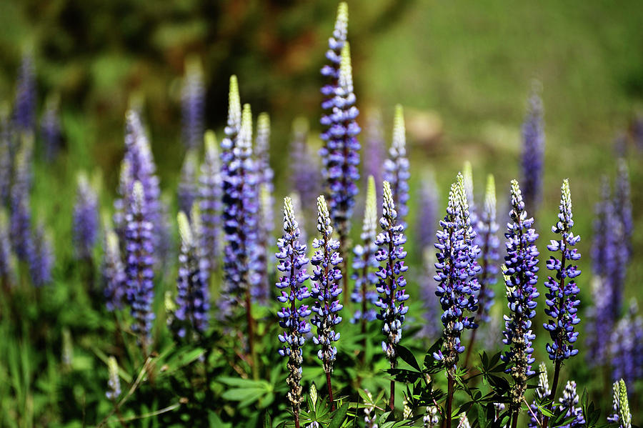 Lupines in Montana 5 Photograph by Whispering Peaks Photography