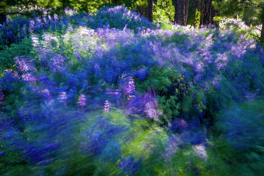 Lupines in Motion Photograph by Joe Doherty