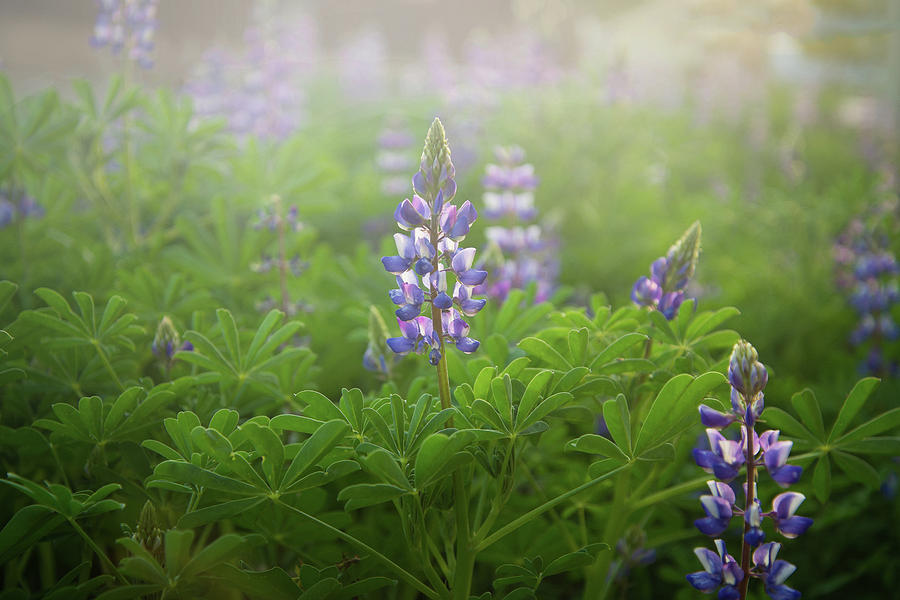 Lupines in the Mist Photograph by Lynn Bauer