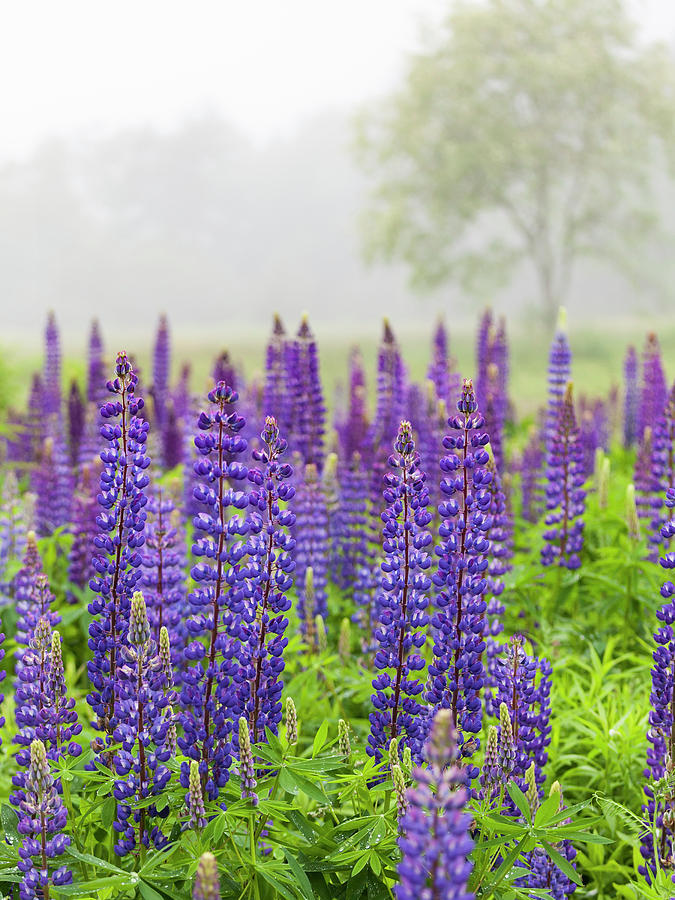 Lupines in the Mist Photograph by Paul Schreiber
