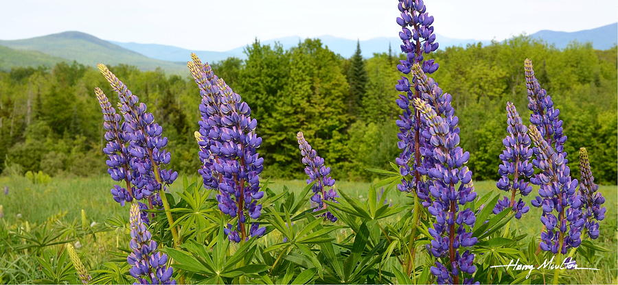 Lupines in the White Mountains Photograph by Harry Moulton