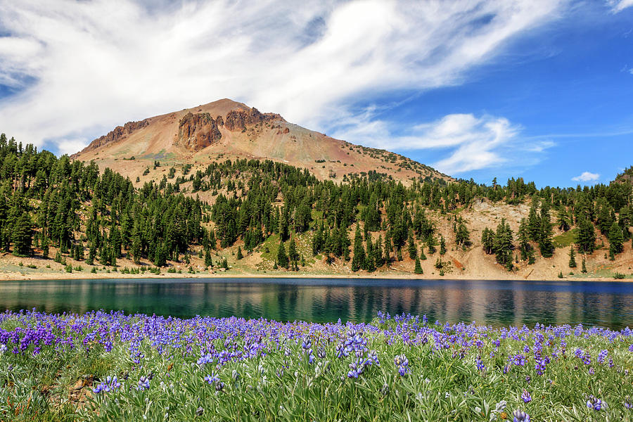 Lupines Lake And Lassen Photograph by James Eddy