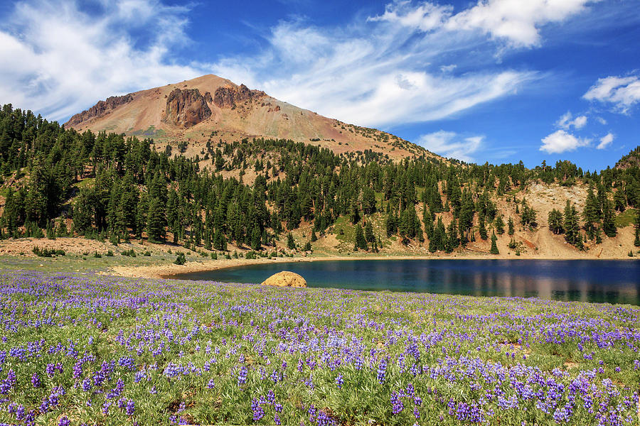 Lupines Lake Helen And Mount Lassen Photograph by James Eddy