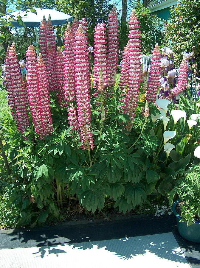 Lupines Photograph by Linda Nielsen
