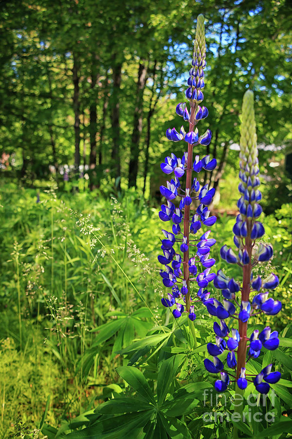 Lupines Lupines Photograph