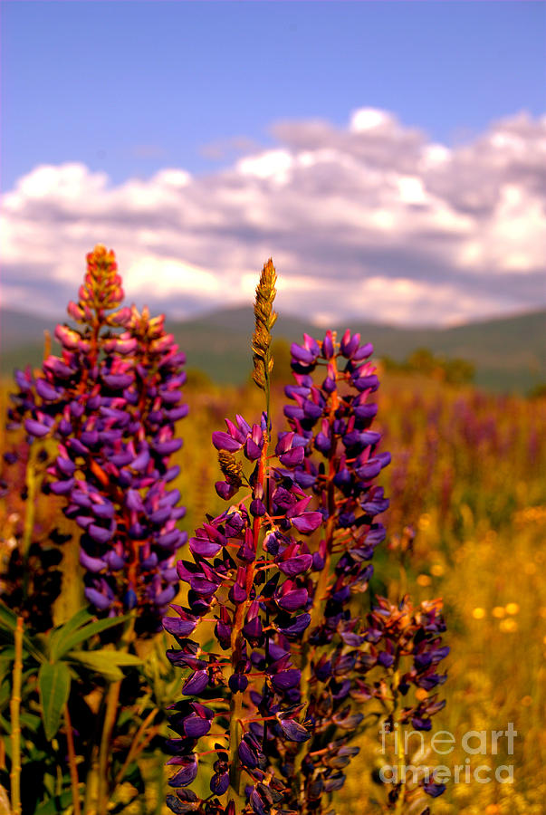 Lupines of Sugar Hill NH Photograph by Eunice Miller