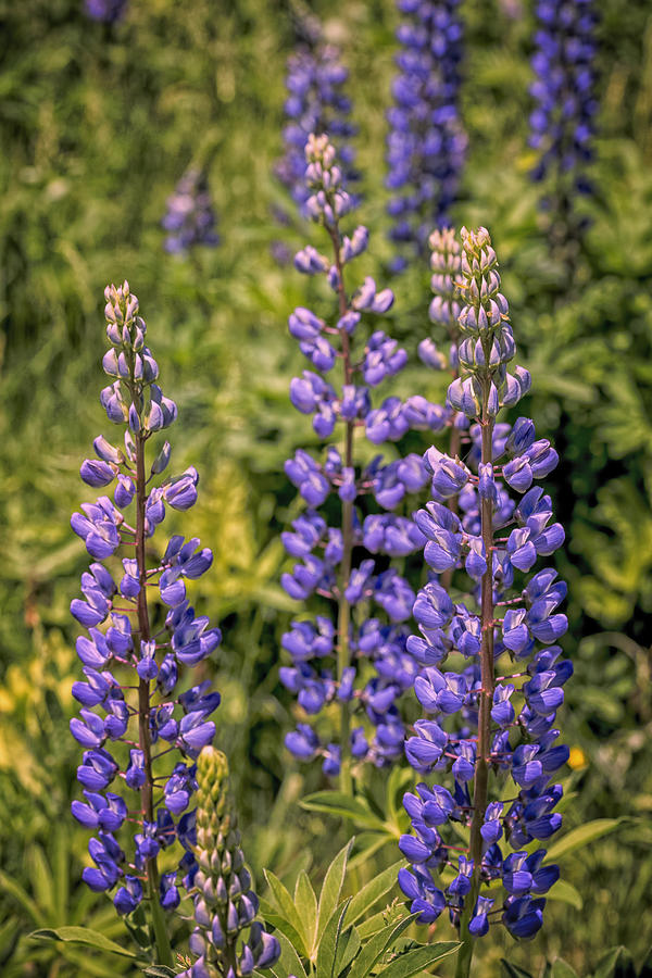 Lupines On The Interstate Photograph by Tom Singleton