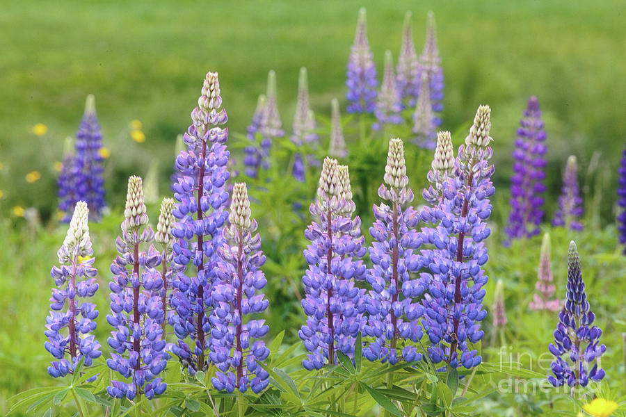 Lupines Photograph by Rod Best