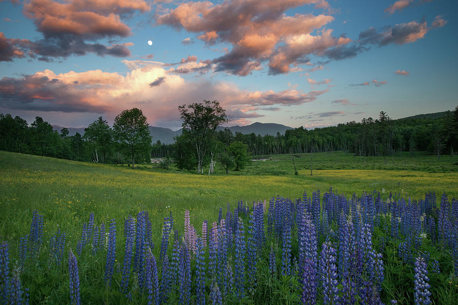 Lupines Under the Moon Photograph by Darylann Leonard Photography