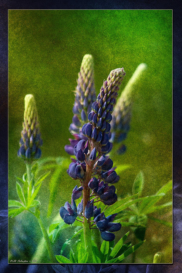 Lupins 2015 Photograph by WB Johnston