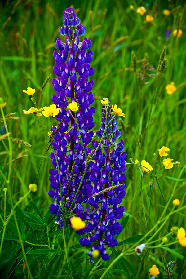 Lupins And Buttercups Photograph by Irwin Barrett