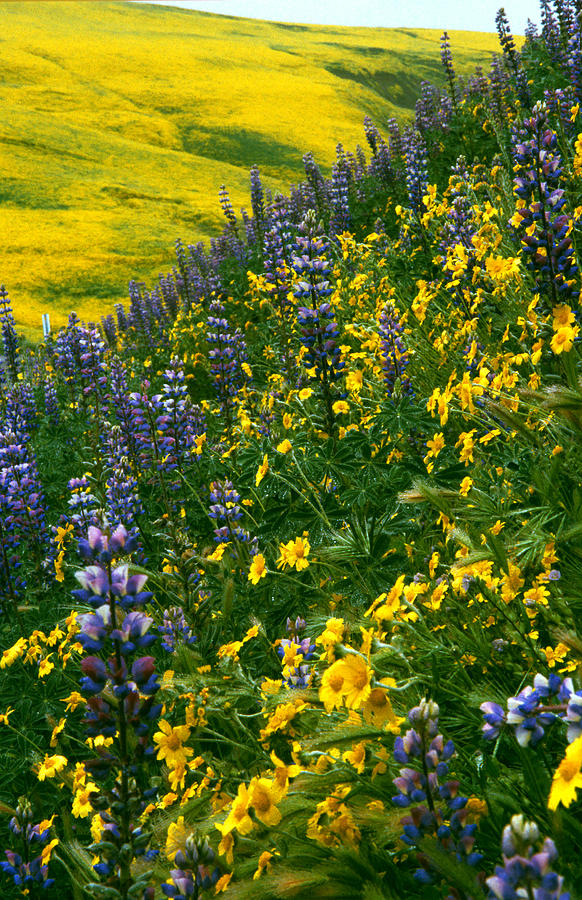 Lupins And Daisys Photograph by Gary Brandes