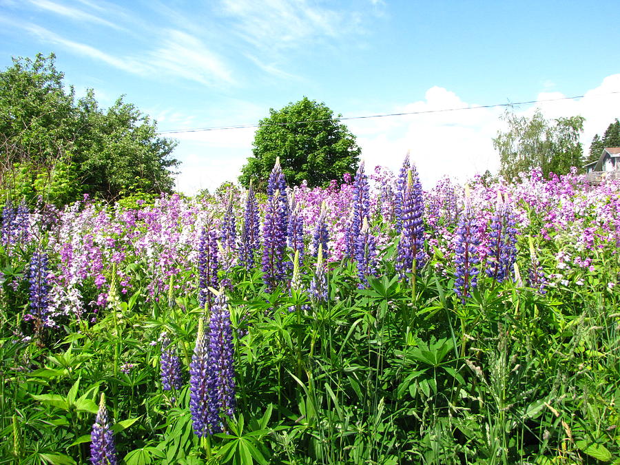 Lupins and flocks Photograph by Devorah Shoshanna Fine Art America
