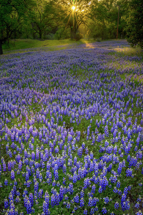 Spring Photograph - Lupine Patch and Sunset by Christian Mueller