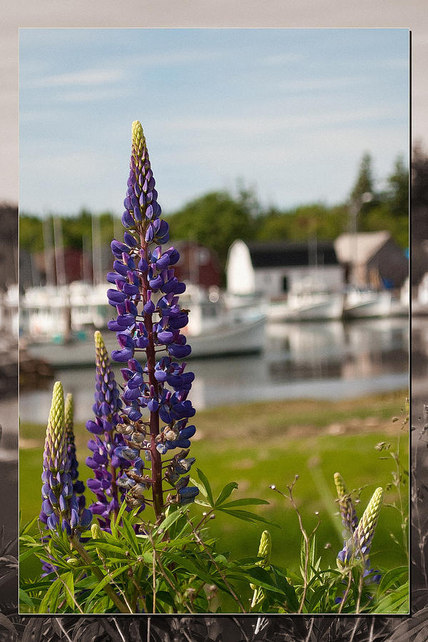 Lupins at Malpeque Harbour Photograph by WB Johnston