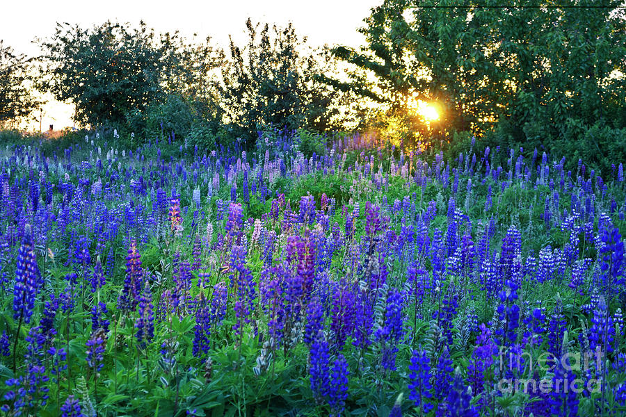Sunset Photograph - Lupins in the Sunbeam by Maria Janicki