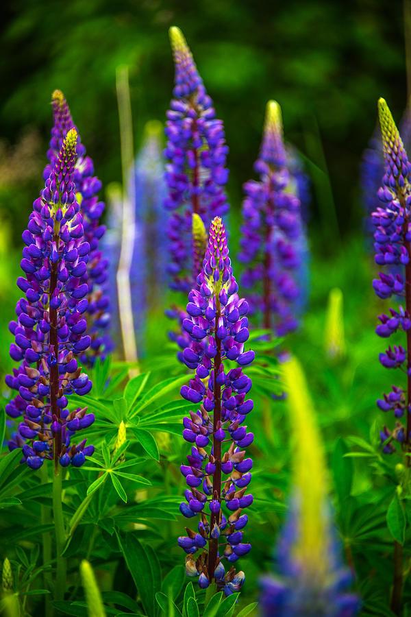 Lupins  Photograph by Patrick Boening