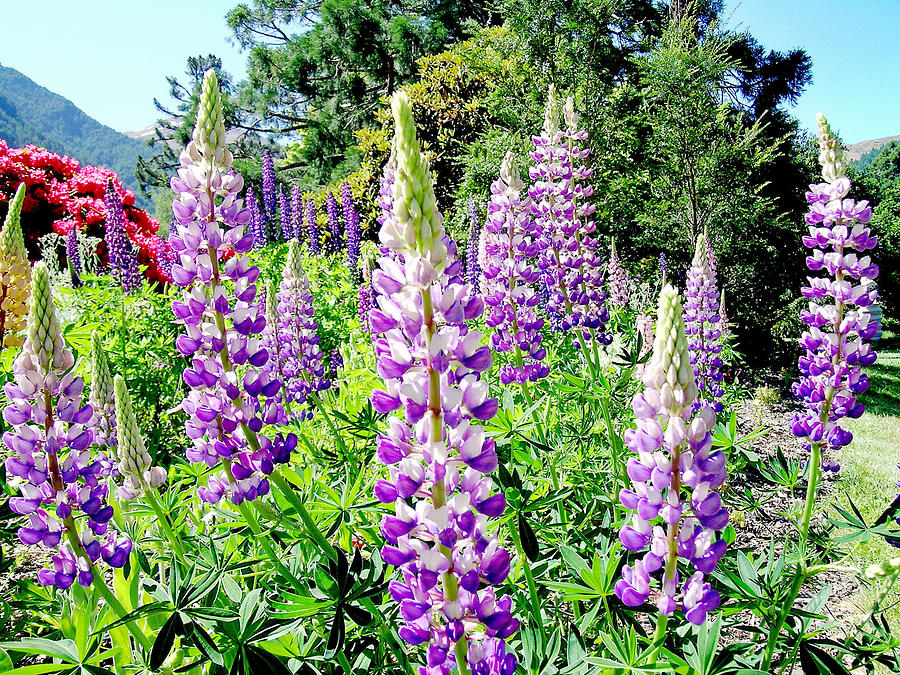 Lupins Photograph by Sandy Taylor