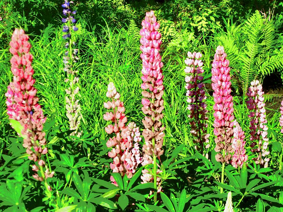 Lupins Photograph by Stephanie Moore