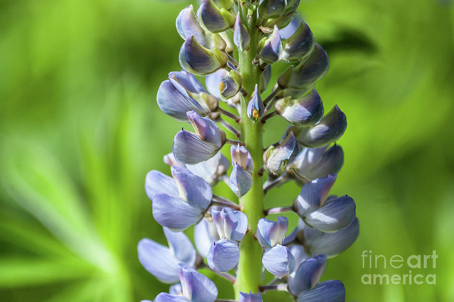 Flowers Still Life Photograph - Lupinus Polyphyllus by Iluphoto 