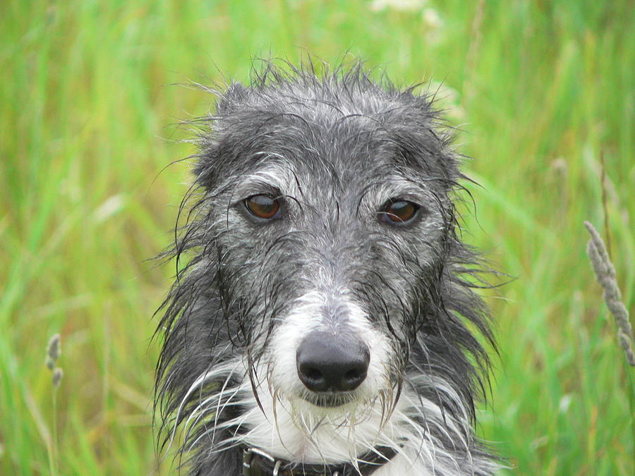 Blue rough coat lurcher sale