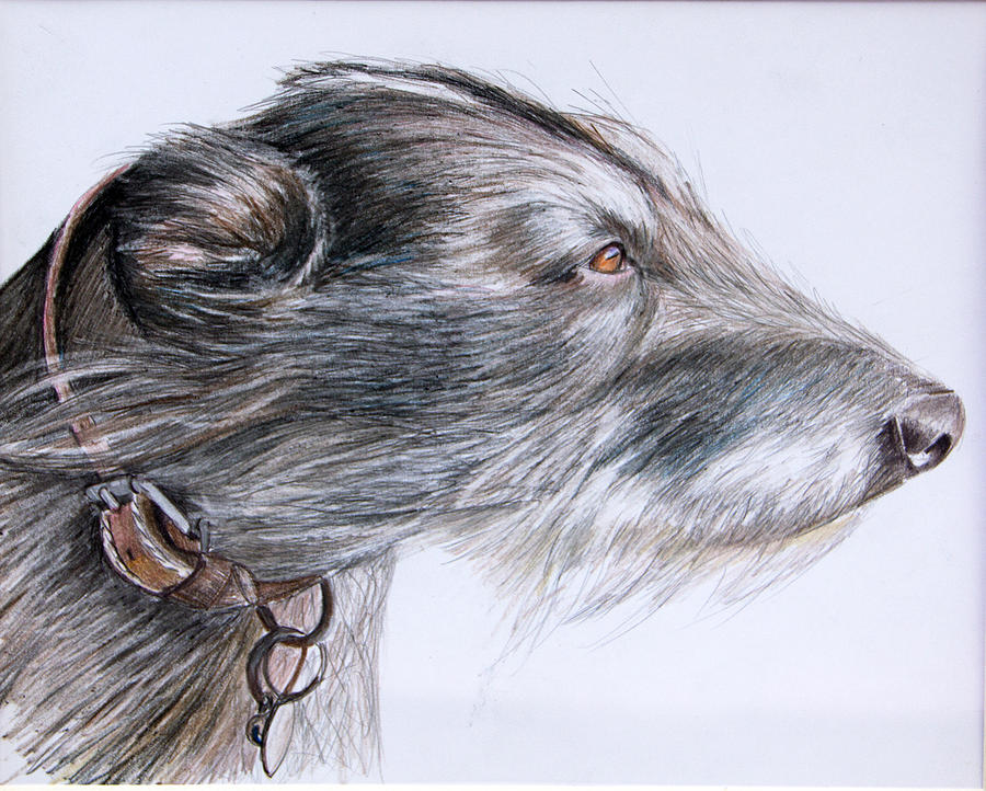 Dog Drawing - Lurcher by Mary Mayes
